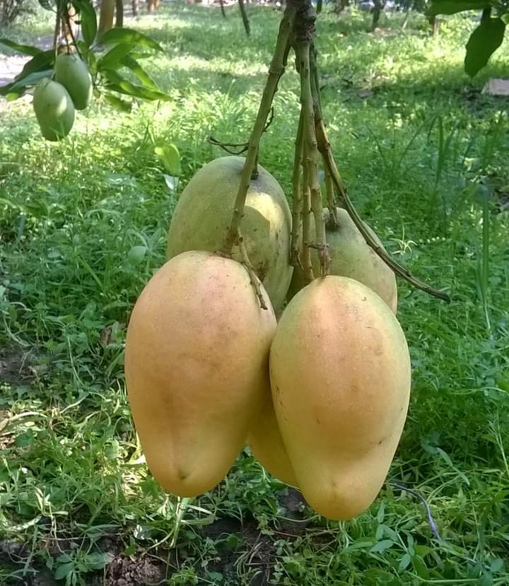 ৬ কেজির প্যাকেজ   ১৩৩০ টাকা।