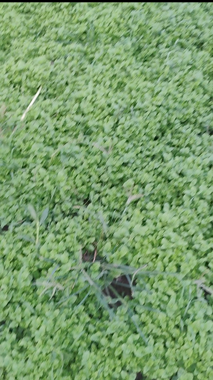 Pudina